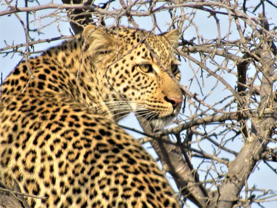 Kruger National Park Afternoon Safari - A small group can make a big difference