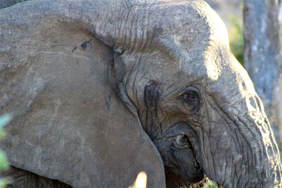Kruger National Park Afternoon Safari - The real value of a five-hour safari