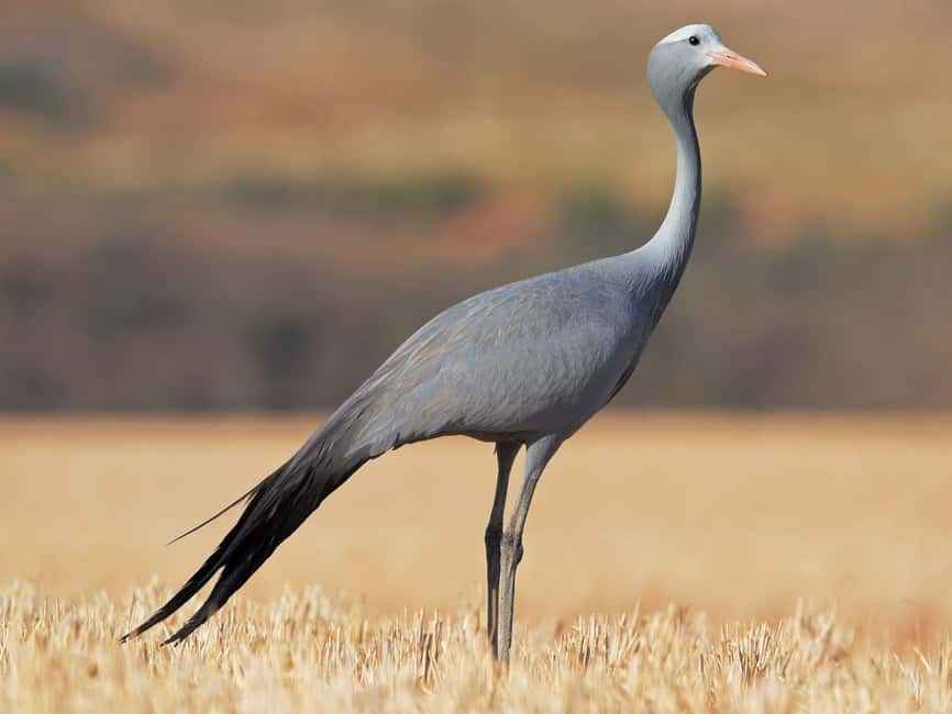 Kruger National Park & Blyde River Canyon 4 Day Safari - Languages and communication