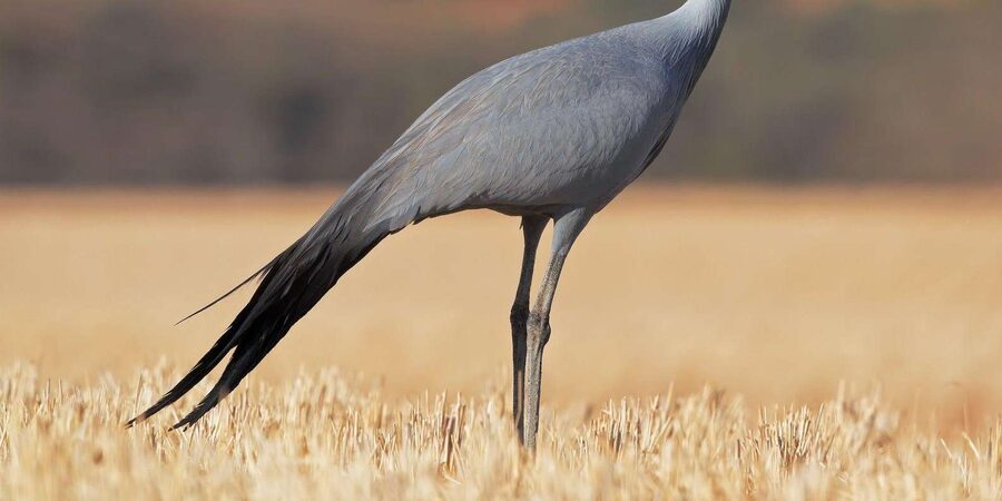 Kruger National Park & Blyde River Canyon 4 Day Safari - Three Rondavels, the canyon’s signature view