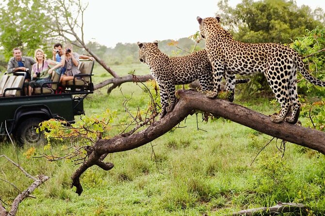 Kruger National Park & Blyde River Canyon Tour from Johannesburg - Key points to know before you book