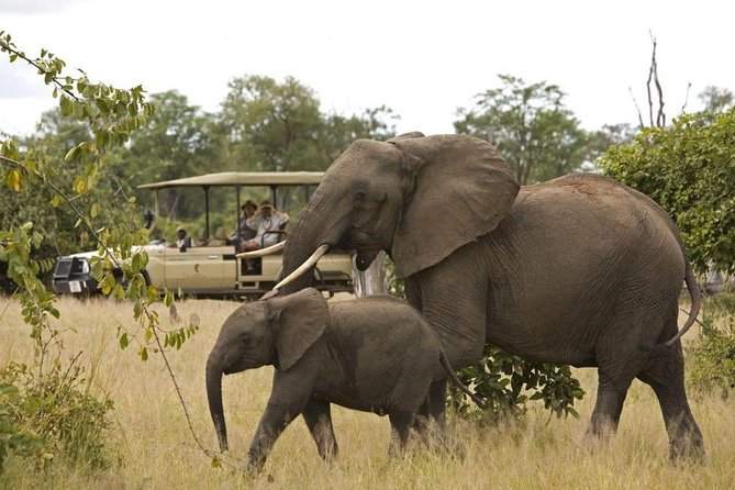 Kruger National Park Full Day Big 5 Safari Tour From Hazyview - Why this safari works well from Hazyview