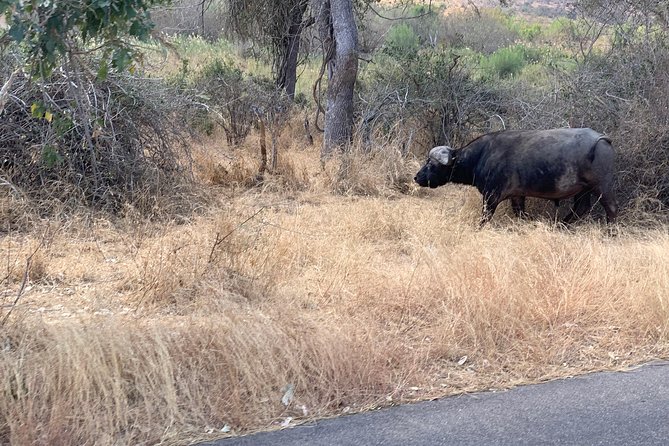 Kruger National Park Full Day Big 5 Safari Tour From Hazyview - What nine hours really gives you