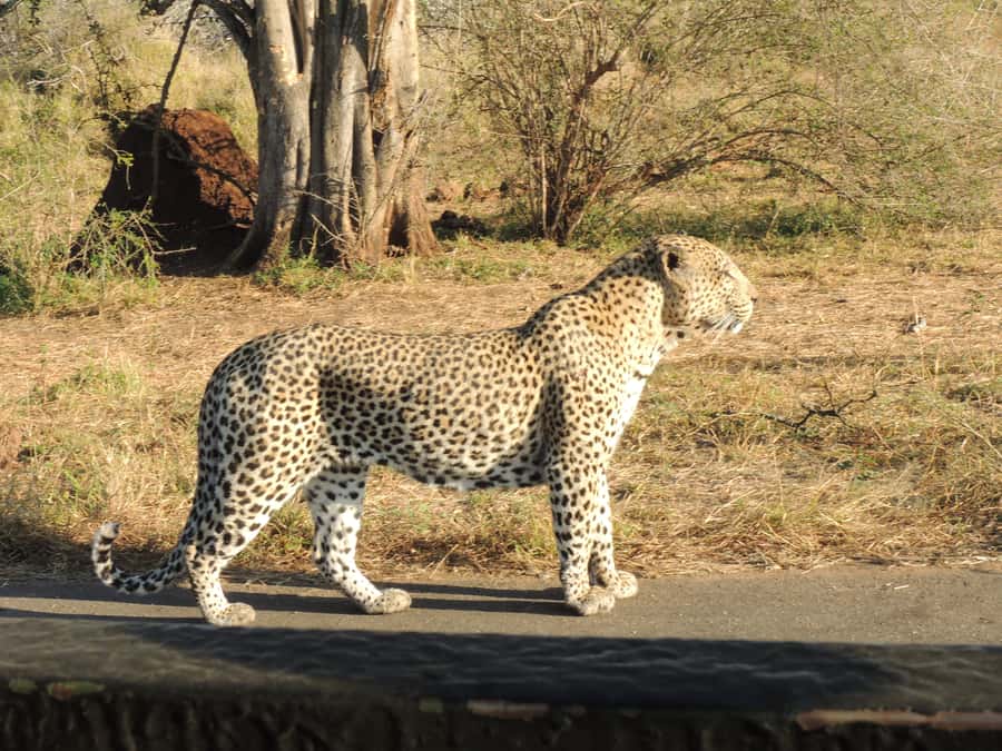 Kruger National Park: Full-Day Game Drive with Pickup - What makes this Kruger safari worth considering