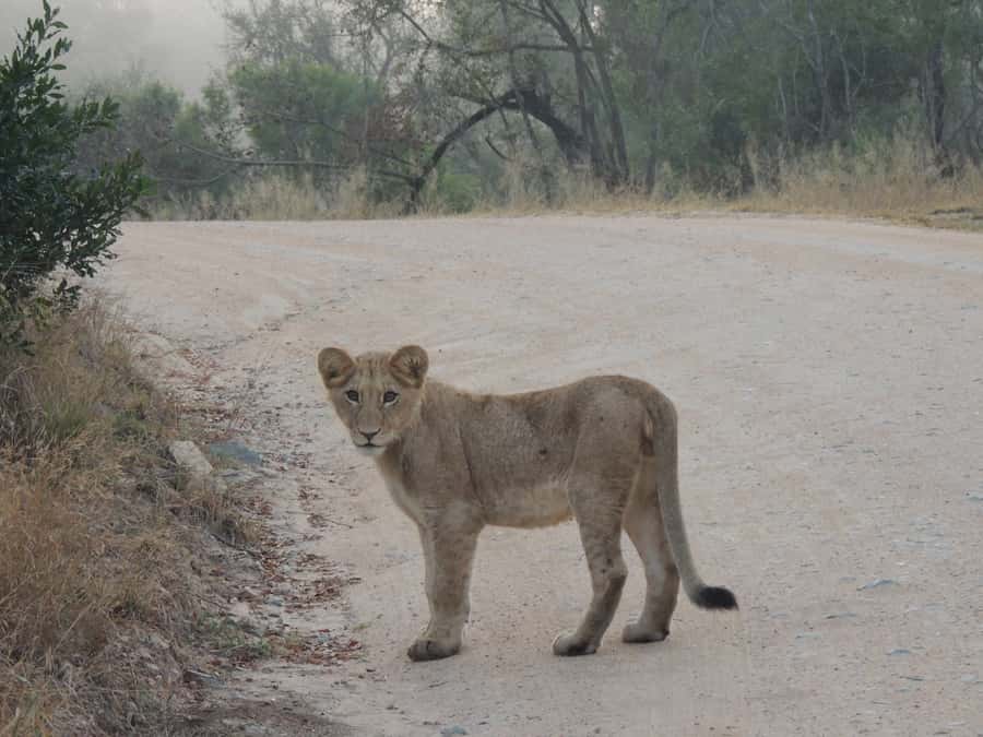 Kruger National Park: Full-Day Game Drive with Pickup - Starting before sunrise in Kruger