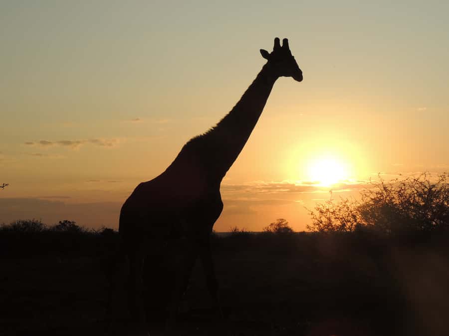 Kruger National Park: Full-Day Game Drive with Pickup - Morning sightings and the search for the Big Five