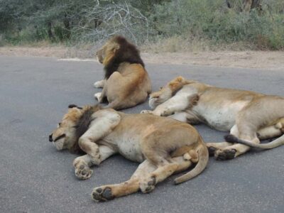 Kruger National Park: Full-Day Game Drive with Pickup