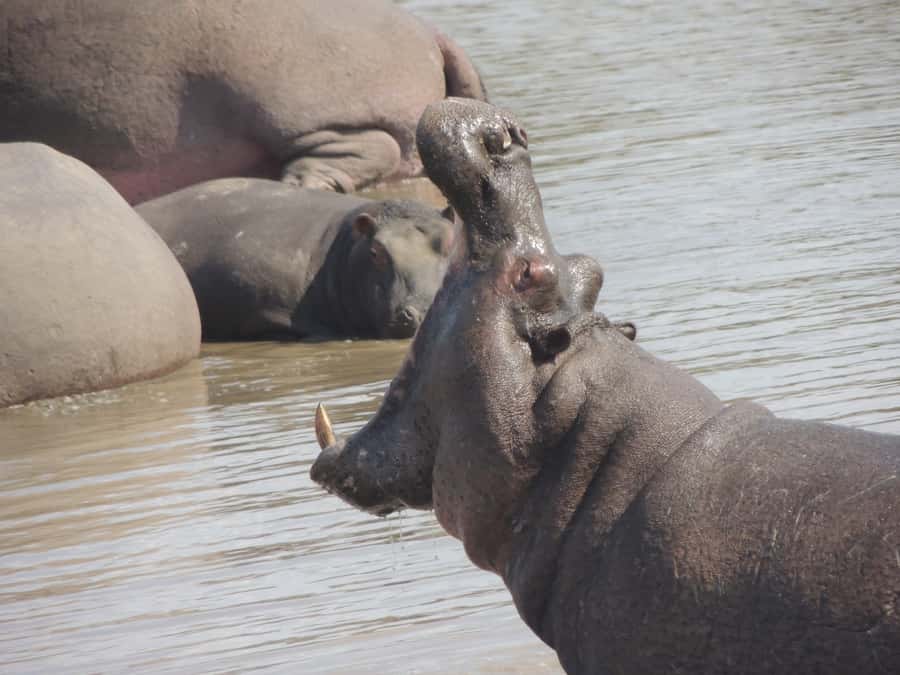 Kruger National Park: Full-Day Game Drive with Pickup - The afternoon drive and changing conditions