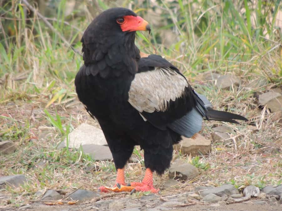 Kruger National Park: Full-Day Game Drive with Pickup - Guide quality makes the biggest difference