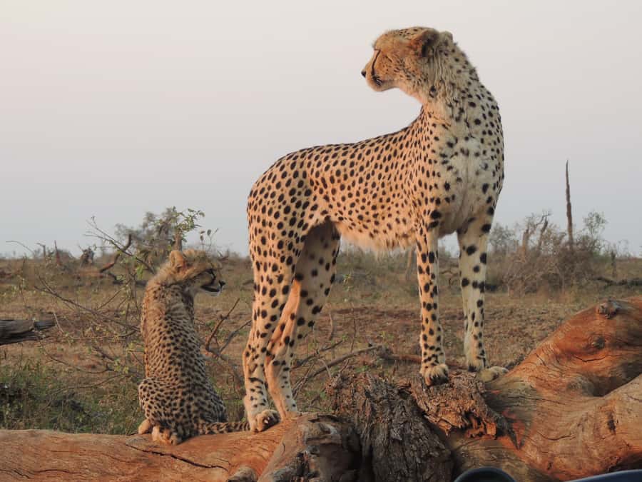 Kruger National Park: Full-Day Game Drive with Pickup - What the $109 price really includes