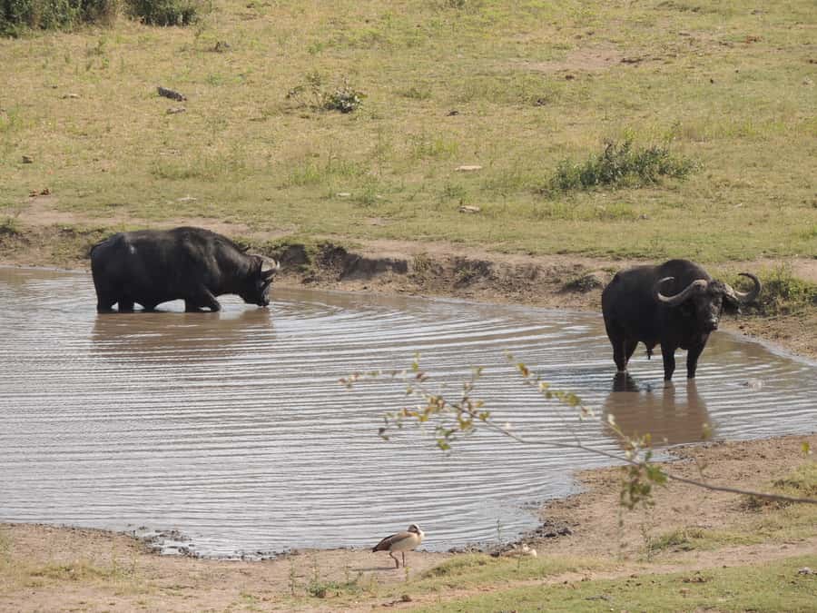 Kruger National Park: Full-Day Game Drive with Pickup - Who should book this full-day drive?