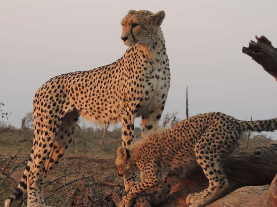 Kruger National Park: Full-Day Game Drive with Pickup - Should you book the Kruger full-day game drive?