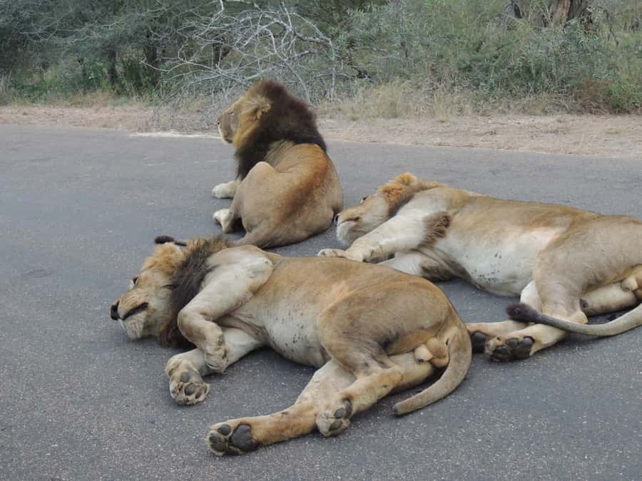 Kruger National Park: Full-Day Game Drive with Pickup - Driving Kruger’s roads with an active guide