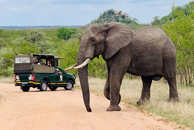 Kruger National Park Full Day Private safari - Key points to know before you book