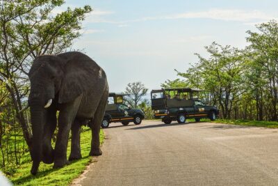 Kruger National Park Full Day Private safari
