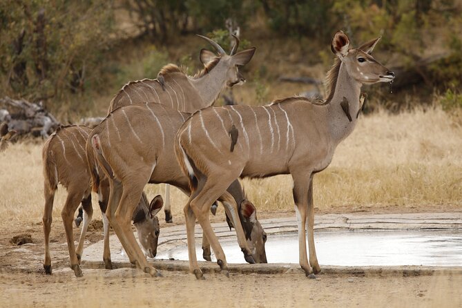 Kruger National Park Full Day Private safari - Who will enjoy this 11-hour outing most
