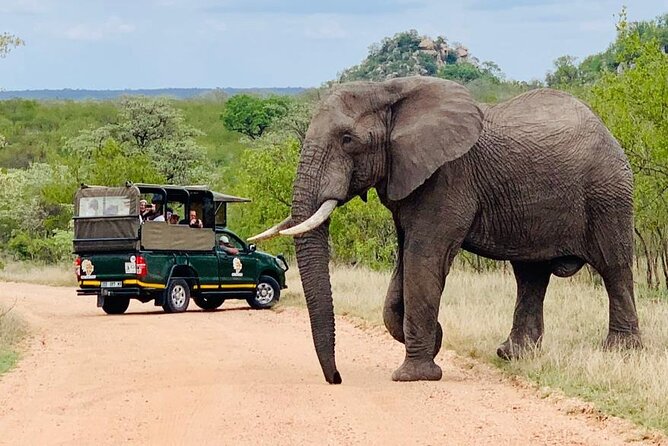 Kruger National Park Full Day Private safari - Practical planning for a better day