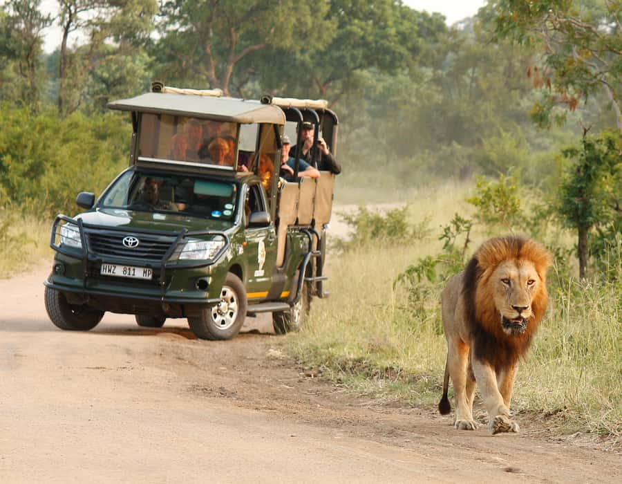 Kruger National Park: Full-Day Private Safari With Pickup - Why the early start matters in Kruger