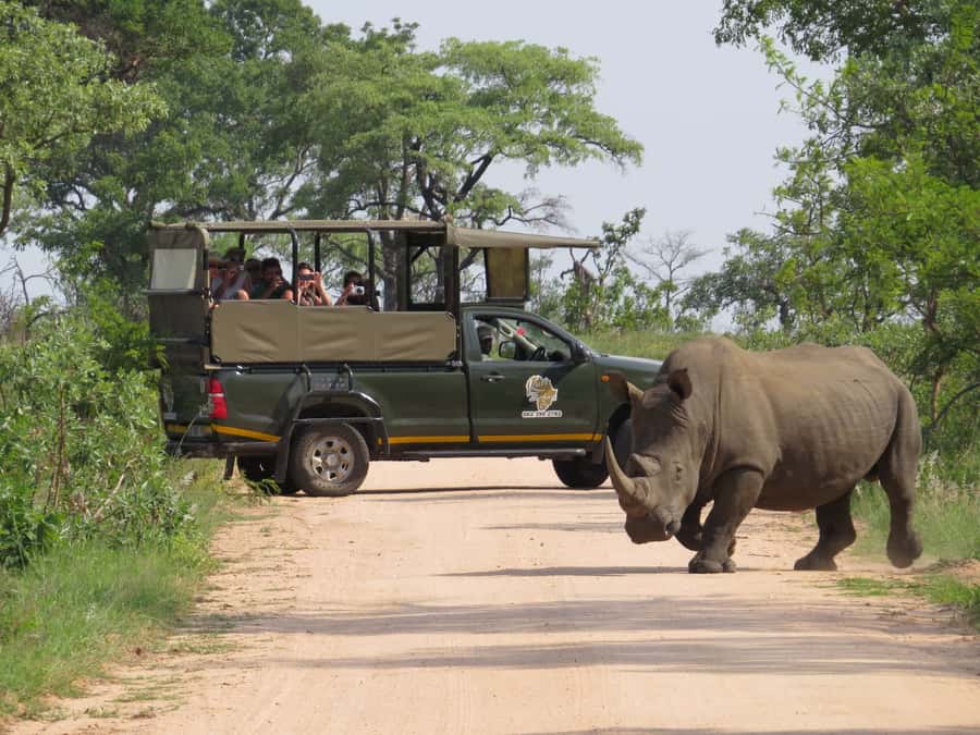 Kruger National Park: Full-Day Private Safari With Pickup - What a full day in the open safari vehicle feels like