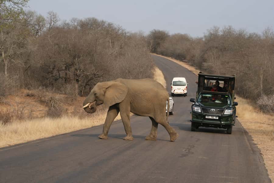 Kruger National Park Full-Day Safari - Key points to know before booking