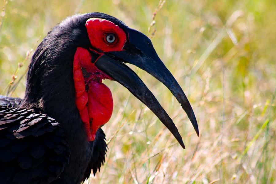 Kruger National Park Full-Day Safari - Open vehicle or air-conditioned comfort?