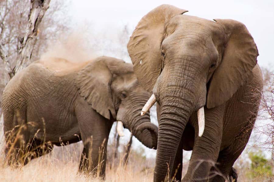 Kruger National Park Full-Day Safari - Why a full day matters in Kruger National Park