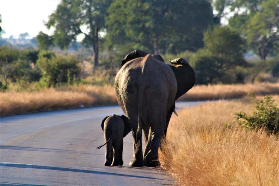 Kruger National Park Full-Day Safari - Entering the park at sunrise