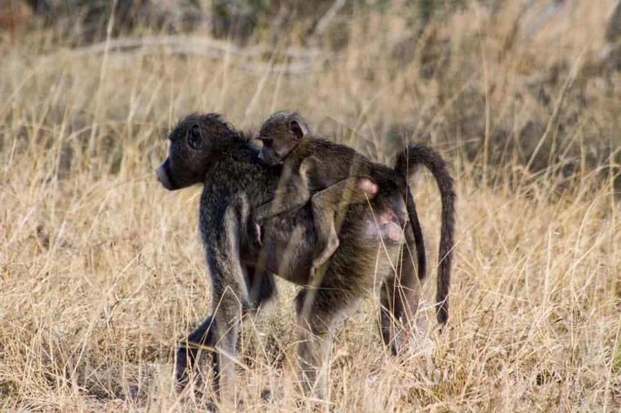 Kruger National Park Full-Day Safari - Searching for the Big Five