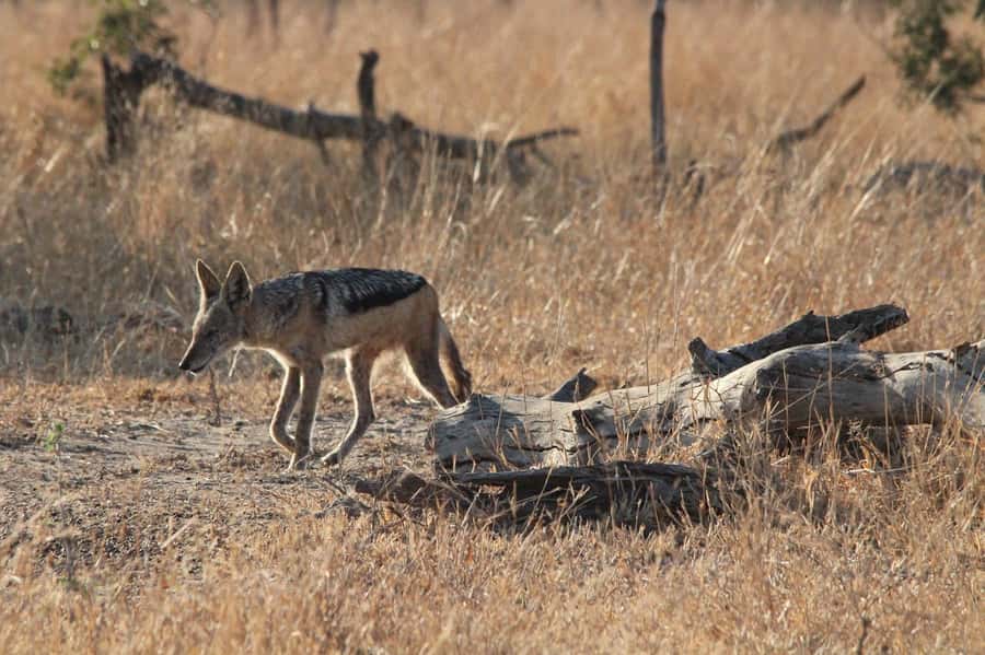 Kruger National Park Full-Day Safari - Human history among the wildlife