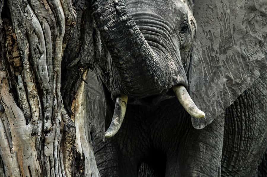 Kruger National Park Full-Day Safari - Food, water, and the long middle of the day