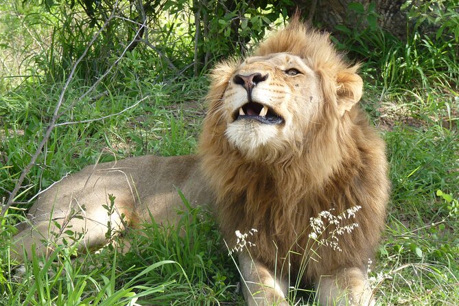 Kruger National Park Full-Day Safari from Hazyview - The guide can make or break the day