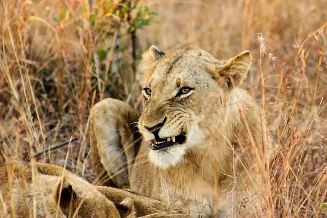 Kruger National Park Full-Day Safari from Hazyview - The vehicle, group size, and comfort