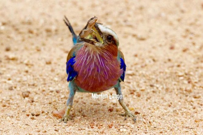 Kruger National Park Full-Day Safari from Hazyview - Learning about Kruger beyond large animals