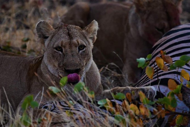 Kruger National Park Full Day Tour Minimum 2people - Starting at 5 a.m. in Hazyview