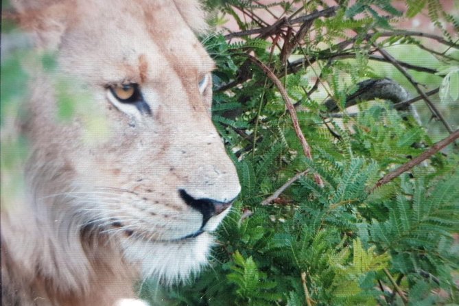 Kruger National Park Full Day Tour Minimum 2people - Breakfast and lunch at Skukuza
