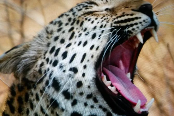 Kruger National Park Full Day Tour Minimum 2people - Communication and last-minute booking concerns