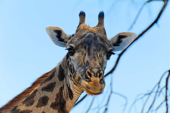 Kruger National Park Full Day Tour Minimum 2people - Who will enjoy this safari most