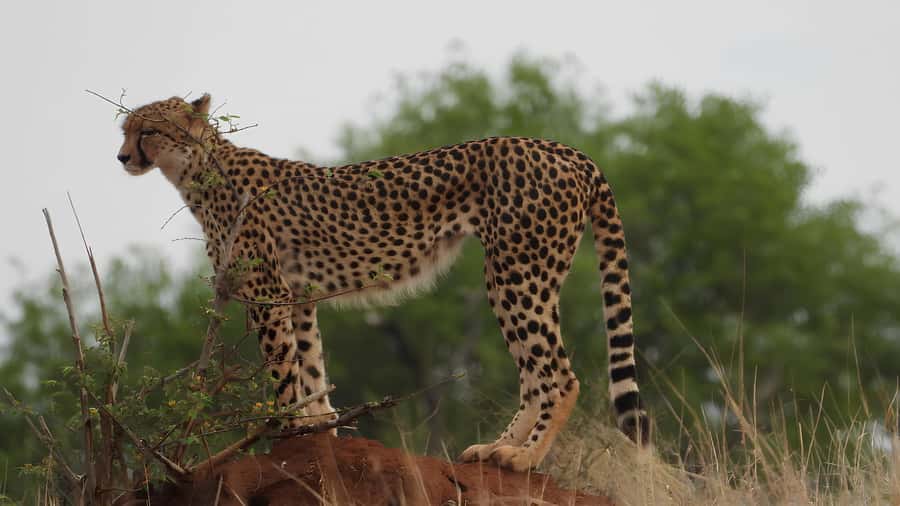 Kruger National Park Game Drive (Half-Day PM) - Searching for the Big Five without false promises