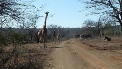 Kruger National Park Game Drive (Half-Day PM)