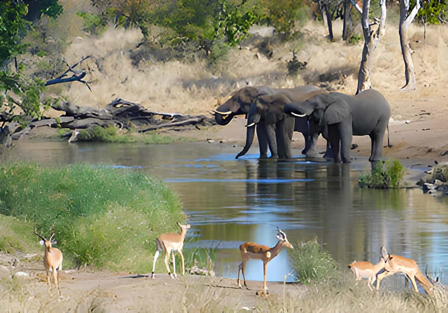 Kruger National Park Game Drive (Half-Day PM) - Kruger scenery, birdlife, and the smaller sightings