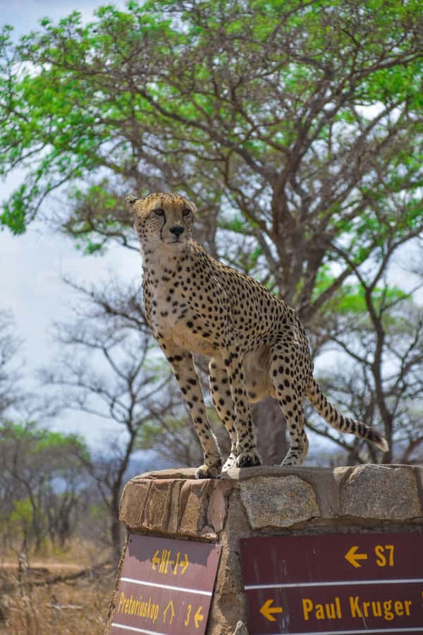 Kruger National Park half day - Key points to know before booking