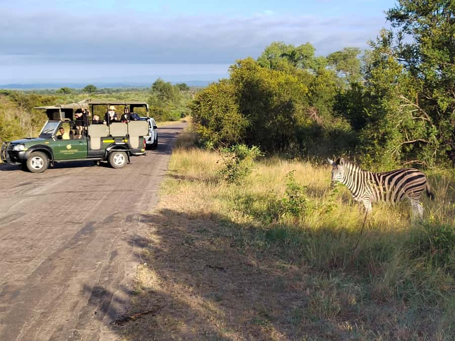 Kruger National Park half day - Starting early from Hazyview