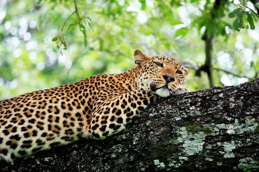 Kruger National Park half day - Five and a half hours of wildlife viewing
