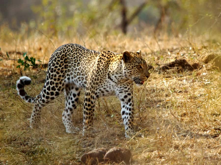 Kruger National Park half day - What the $44 price really covers