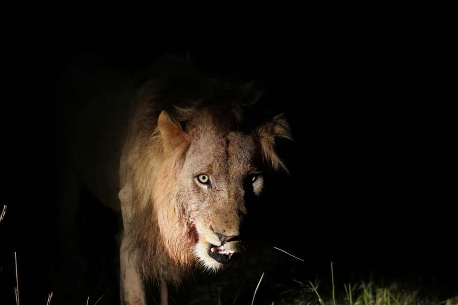 Kruger National Park half day - Weather, clothing, and vehicle rules