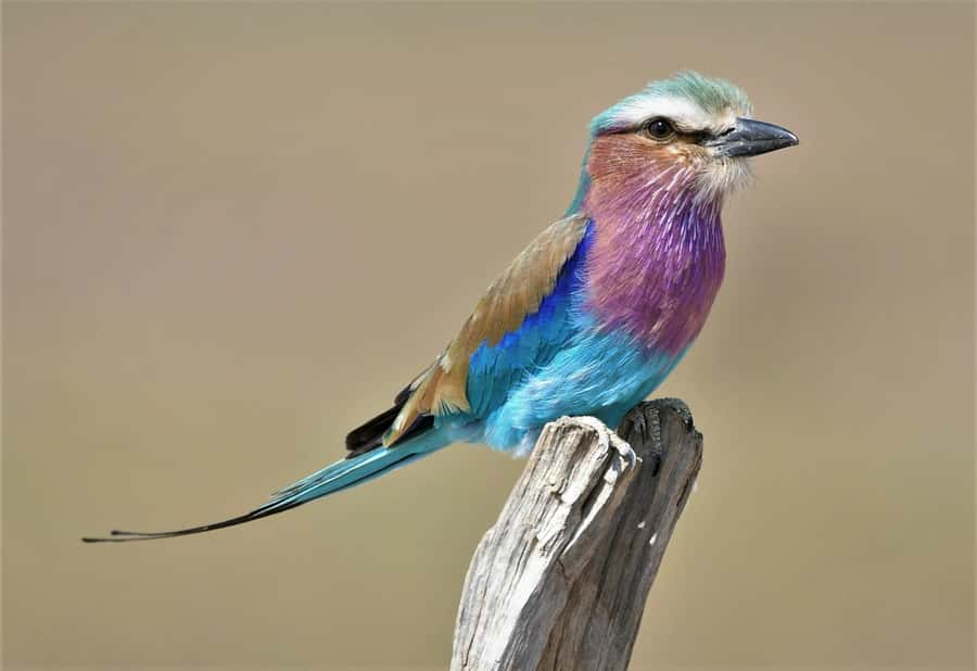 Kruger National Park half day - Who will enjoy this safari most