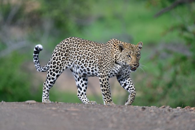 Kruger National Park l Private Afternoon Safari from Hazyview - What this Hazyview safari is really offering