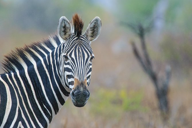 Kruger National Park l Private Afternoon Safari from Hazyview - Skukuza Camp: a useful 30-minute pause