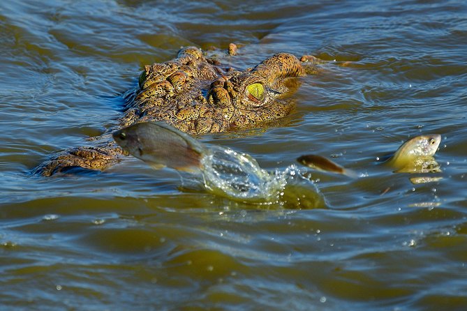 Kruger National Park l Private Afternoon Safari from Hazyview - Price, group value, and extra costs