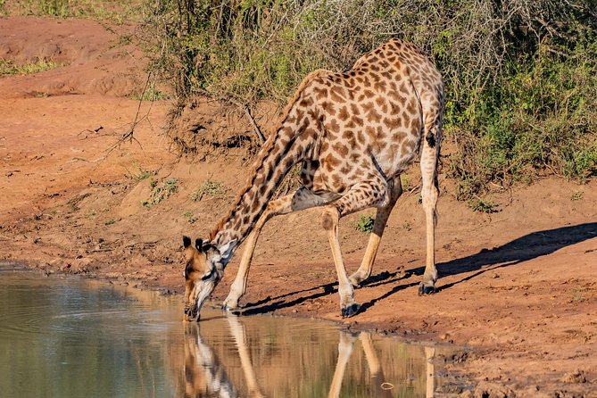 Kruger National Park l Private Afternoon Safari from Hazyview - Why the afternoon waterhole plan makes sense